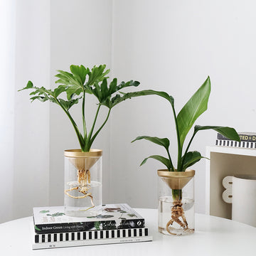 Cultivate Office Desktop Potted Plants